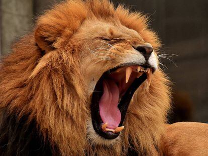 Un león rugiendo.