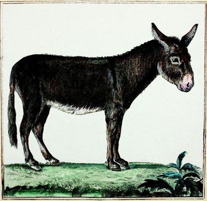 Calcografía de un 'Equus Africanus asinus', uno de los dibujos que se conservan en el Museo de Ciencias Naturales de Madrid.