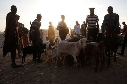 Un grupo de hombres examina las cabras en el mercado de ganado de Lodwar. El principal motor económico para los turkana es la crianza de ganado, y principalmente cabras, ovejas y camellos. Los animales son un signo de riqueza y una fuente de respeto en la comunidad. Se comercializan en el principal mercado de ganado en Lodwar y a veces se suelen comprar a cambio de mujeres destinadas a ser esposas.