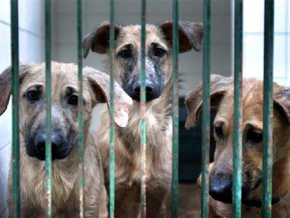 Canes encerrados en una de las jaulas de la perrera municipal de Barcelona.