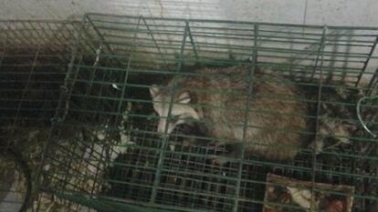 Imagen de uno de los perros mapache del mercado de Huanan, fotografiado en 2014, y difundida por los científicos Michael Worobey y Edward Holmes como prueba.