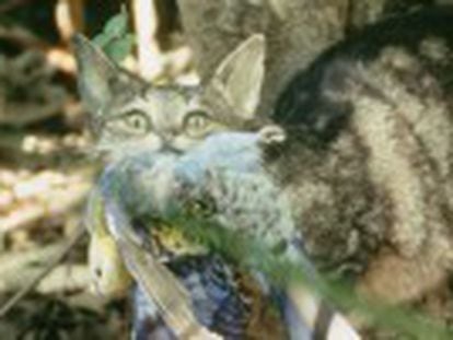 La erradicación de felinos en 83 islas del mundo ha beneficiado a cientos de especies