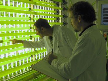 Los proyectos intentan convertir las potencialidades de algas y microalgas en procesos industriales.