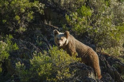 Fotograma de la película 'Cantábrico' en el que se ve un oso.