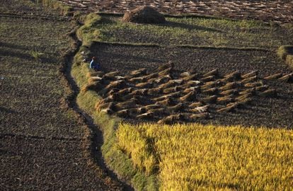 Un agricultor nepalí descansa durante la recolección de arroz, en las afueras de Katmandú, Nepal.