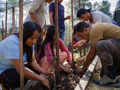 Turistas y locales trabajan en la siembra de vainilla en la provincia de Napo (Ecuador).