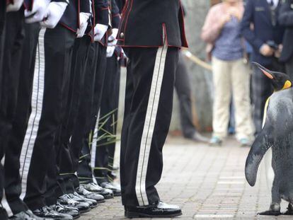 El pingüino 'Sir Nils Olav' en el zoológico de Edimburgo delante de la Guardia noruega, este lunes.