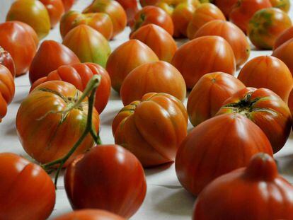 Distintas variedades de tomates. 
