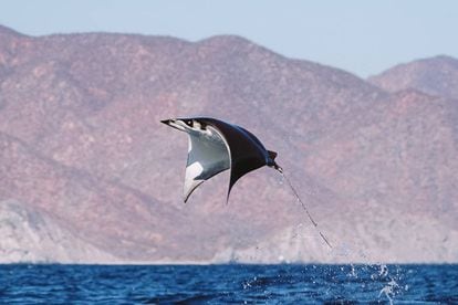 Mobula saltando en las aguas de Baja California Sur.