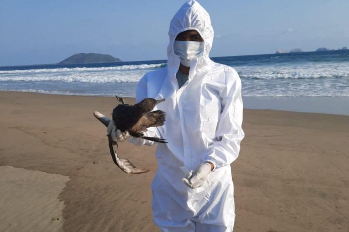 El calentamiento del Pacífico por el fenómeno de El Niño, una nueva hipótesis sobre la muerte de cientos de aves en la costa mexicana El calentamiento del Pacífico por el fenómeno de El Niño, una nueva hipótesis sobre la muerte de cientos de aves en la costa mexicana