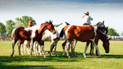 Un jinete durante el festival gaucho de San Antonio de Areco (Argentina).
