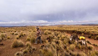 Jacinto Sirpa Condori, campesino aimara, camina todos los días con su burro cargado de bidones durante una hora en busca de agua a un humedal cercano a su casa.