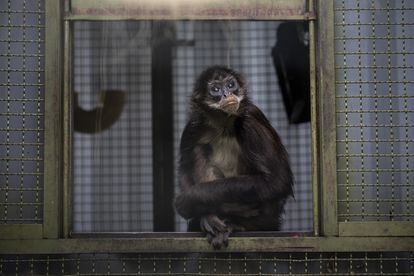 Un mono araña mira con tristeza la jaula que lo rodea, esperando lograr algún día su libertad.