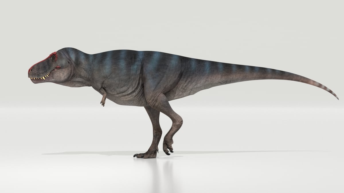 El 'Tiranosaurio rex' caminaba a una velocidad de 4,6 kilómetros por hora,  como los humanos | Ciencia | EL PAÍS
