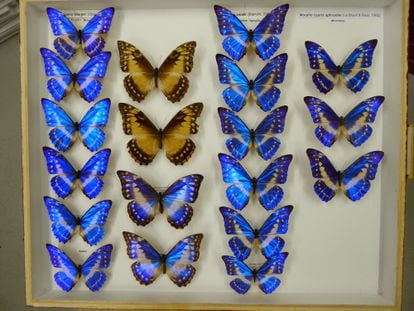 Colombia, paraíso de mariposas, tiene seis veces más que toda Europa.