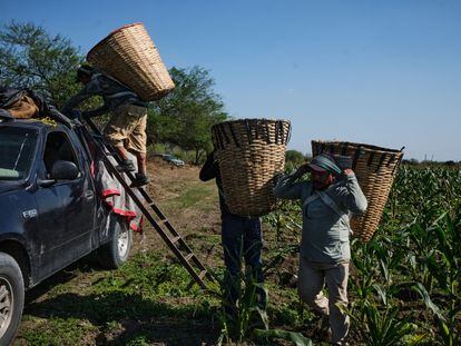 Trabajadores cargan una camioneta con maíz en San Luis Potosí (México), en febrero de 2021.