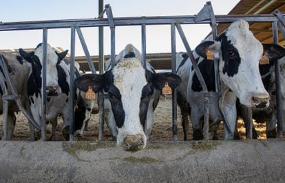 Vacas en una granja de producción de leche en Logroño.