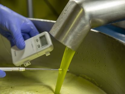 Un momento de la extracción de aceite de oliva virgen extra fabricado a partir de aceitunas tempranas en una almazara de Fincas la Torre, en Jaén.