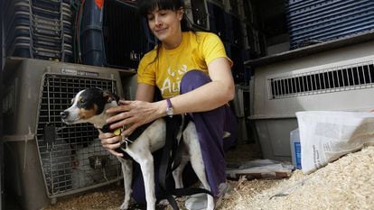 Gema, de la protectora de animales Alba (Camarma de Esteruelas) con Catavino, un perro adoptado por una familia suiza.