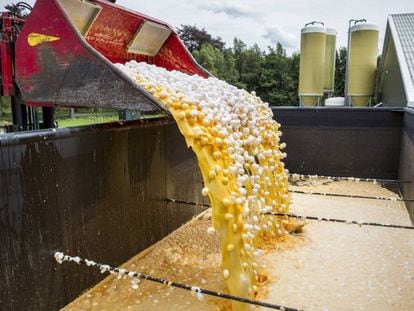 Una m&aacute;quina desecharlos huevos contaminados en una granja av&iacute;cola de Onstwedde (Holanda).