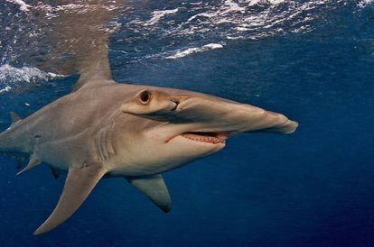 El tiburón martillo gigante se encuentra en peligro de extinción por el gusto oriental por la sopa de tiburón.