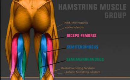Los tres músculos que conforman los isquios en la parte posterior del muslo: bíceos femoral, semitendinoso y semimembranoso.