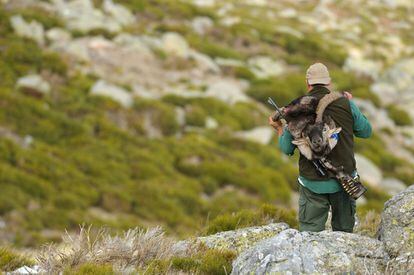 Un cazador porta una cabeza de cabra montés en La Pedriza, en 2014.