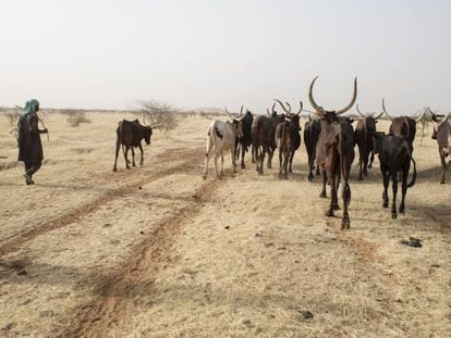 Pastores de Níger se desplazan con ganado en busca de agua durante la estación seca en Tera.