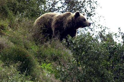 Ejemplar de oso pardo, en Asturias.