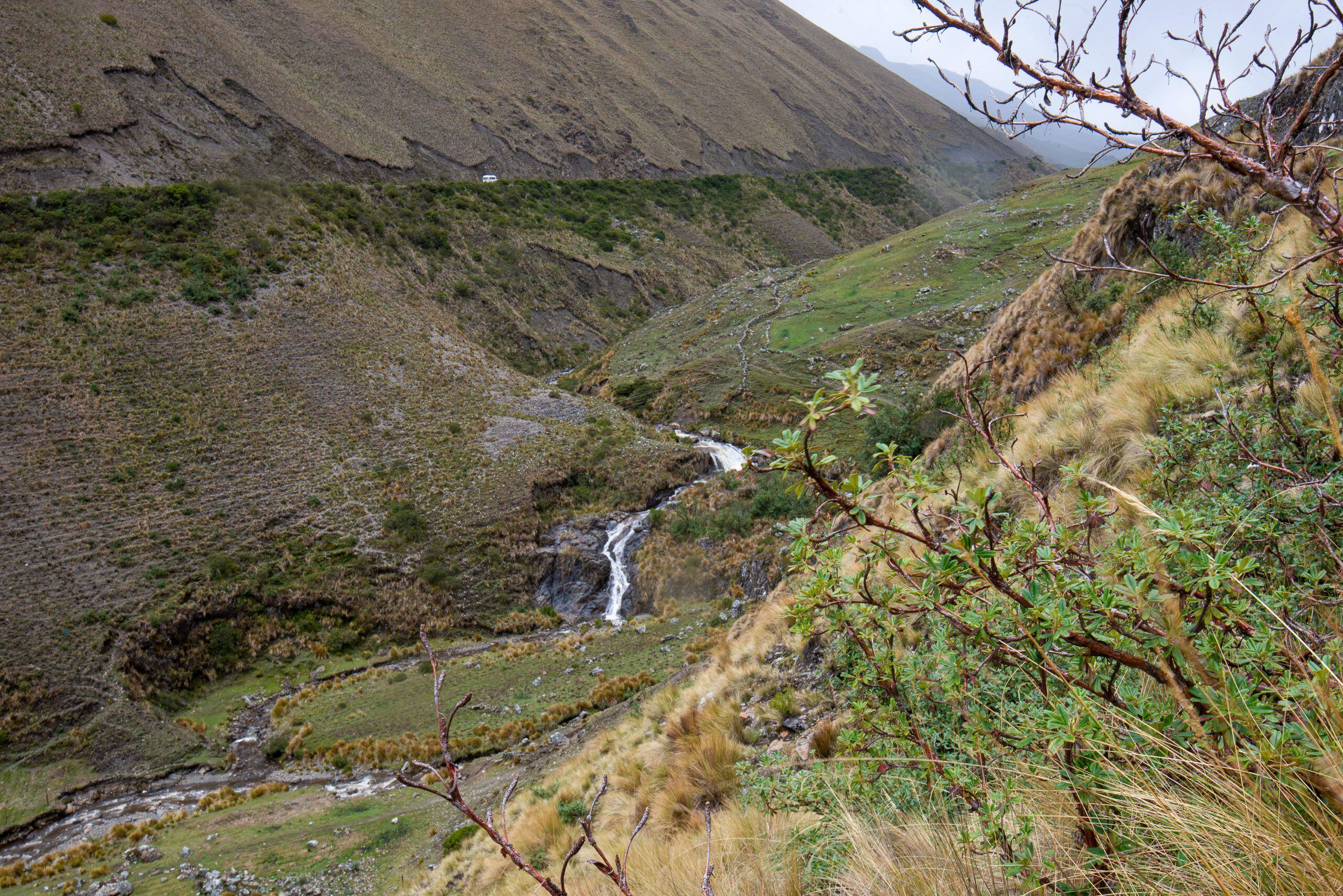 Las ramas de un queñual en una ladera andina.