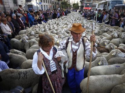 Unos pastores con sus ovejas, durante la Fiesta de la Trashumancia de 2019.