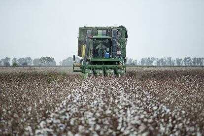 Una cosechadora de fibra de algodón de 'husillos cilíndricos' recoge cuatro líneas de cultivo a la vez.