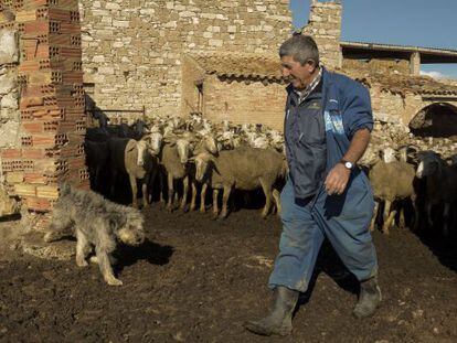 En Ramon amb el seu ramat d'ovelles.