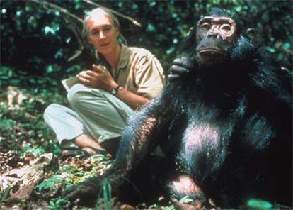 Jane Goodall.