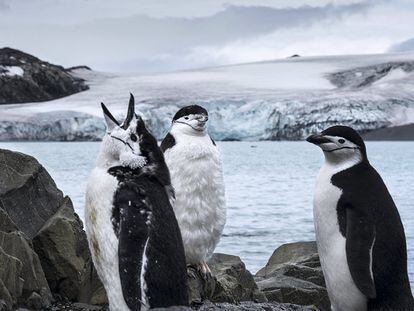 Pingüinos barbijo en la isla Livingston.