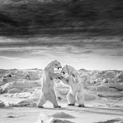 Dos osos polares luchan en una banquisa de hielo en la bahía de Hudson, Manitoba (Canadá). Forman parte de la Lista Roja de Especies Amenazadas de la UICN.