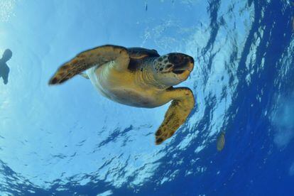 Una tortuga cabezona nada en la inmensidad del Océano Pacífico.  Según la Unión Internacional para la Conservación de la Naturaleza, está en alto peligro de extinción. 