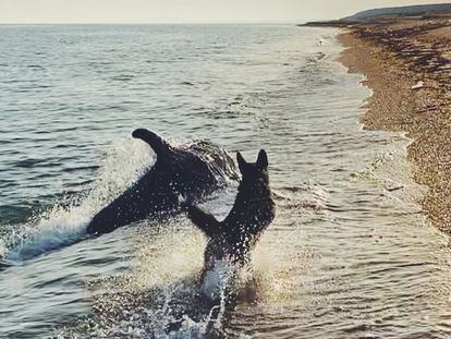 El juego entre un perro y un delfín se vuelve viral