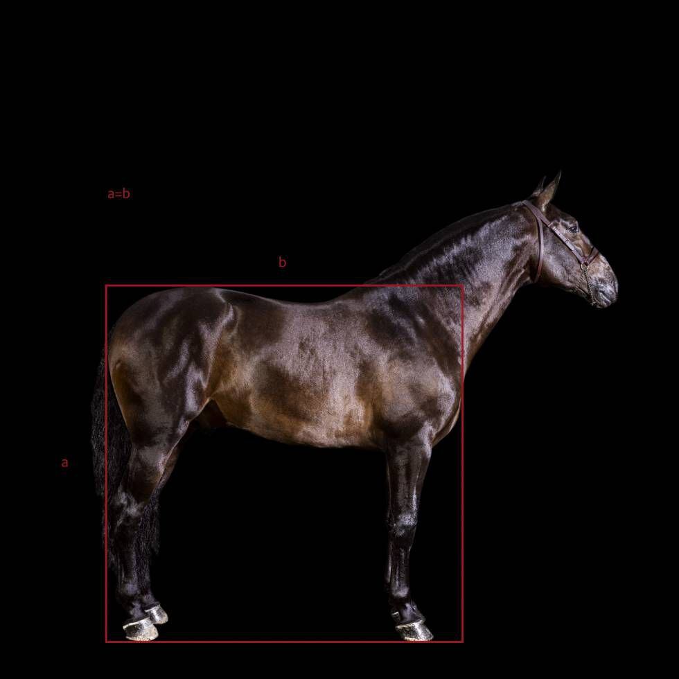 'Virrey Mor', de la yeguada mexicana Las Morerías, elegido mejor caballo de pura raza española de 2020. Una de las características del PRE son sus armónicas proporciones: la altura de la cruz coincide con el largo del tronco.
