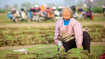 Una agricultora clasifica y agrupa la hierba en una granja en Motou Town (China).
