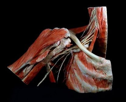 Fotograma de un vídeo en 3D que recrea los movimientos de musculatura y huesos de un hombro diseccionado.