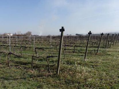 El vino del cambio climático.