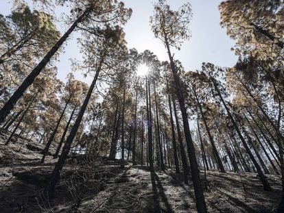Regreso a la tierra quemada por los devastadores incendios de Canarias