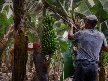 Dos agricultores llenos de ceniza recogen las piñas de plátanos, la semana pasada horas antes de que la lava del volcán llegara a las plantaciones, en Tazacorte (La Palma).