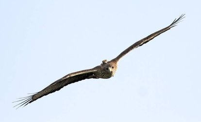 Un águila perdicera con un emisor GPS en su espalda.