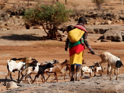 Pastoreo en Samburu, Kenia, una zona afectada por la sequía, este 27 de julio.
