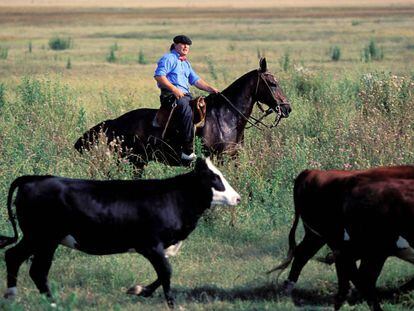 Un gaucho cuida del ganado en Argentina EN 2006.