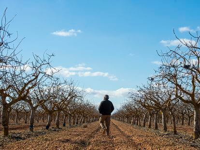 Alfonso Morcillo pasea por una de las plantaciones de pistachos que tiene a las afueras de Villarrobledo (Albacete).