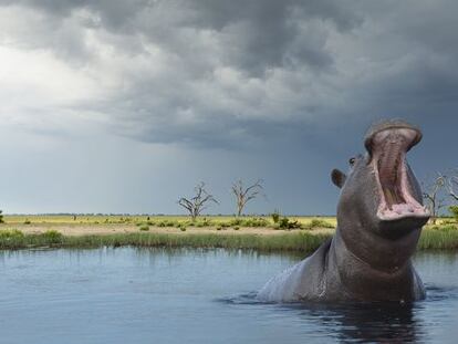 Un hipopótamo en el delta del Okavango, en Botsuana.