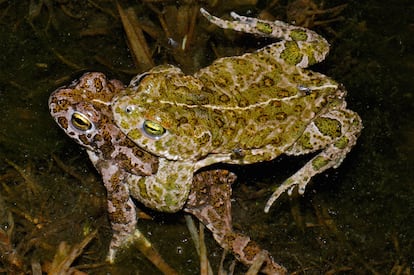 Pareja de sapos 'Epidalea calamita', en Peñalara, Madrid.